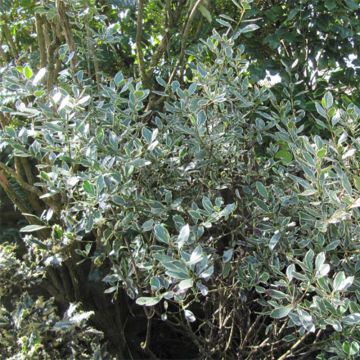 Välimerenpaatsama Argenteovariegata