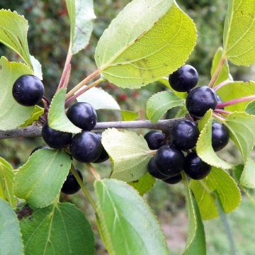 Orapaatsama - Rhamnus catharticus