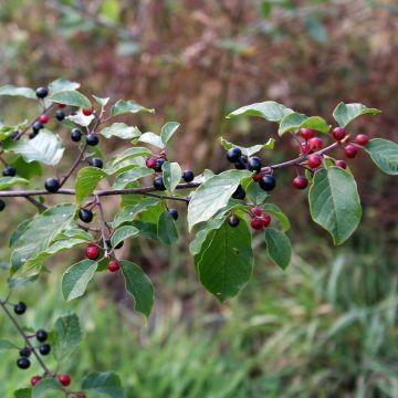 Korpipaatsama - Rhamnus frangula