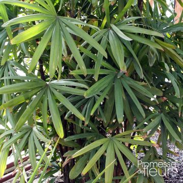 Japaninpensaspalmu - Rhapis excelsa