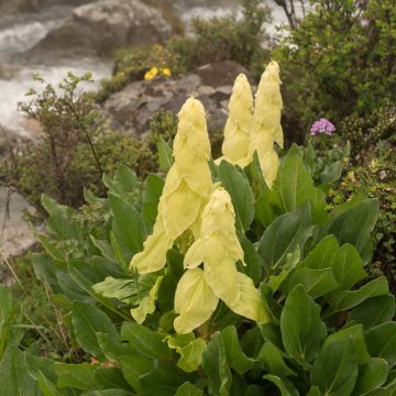 Keisarinnanraparperi - Rheum alexandrae