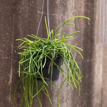 Hiuskorallikaktus - Rhipsalis baccifera