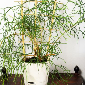Korallikaktus - Rhipsalis burchellii