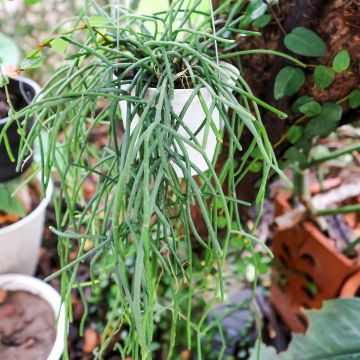 Mistelikorallikaktus - Rhipsalis cereuscula