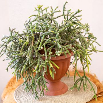 Korallikaktus - Rhipsalis baccifera subsp. horrida