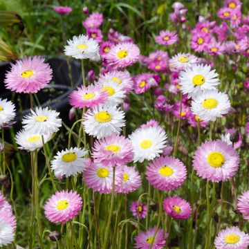 Rodanthe manglesii Mix (siemenet)