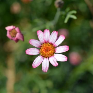 Rhodanthemum hosmariense Marrakesh