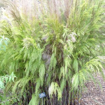 Rhodocoma capensis