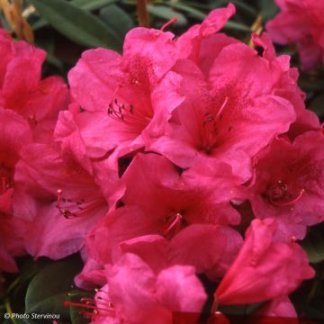 Puistoalppiruusu Anna Rose Whitney