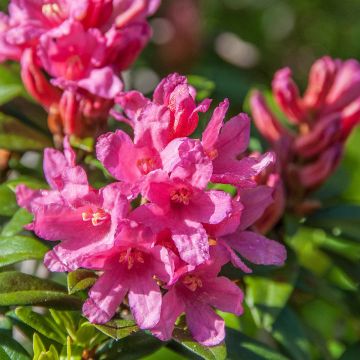 Alppiruusu INKARHO Bloombux Magenta