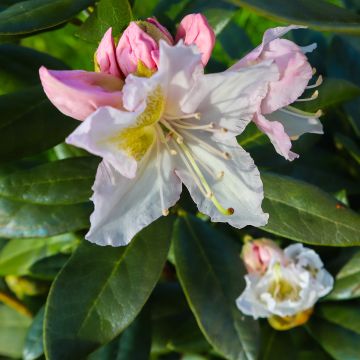 Valkoalppiruusu Cunningham's White