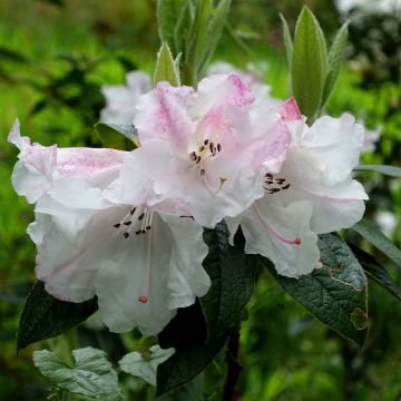 Alppiruusu - Rhododendron edgeworthii