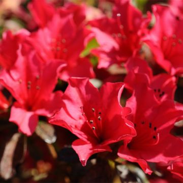 Alppiruusu Elizabeth Red Foliage