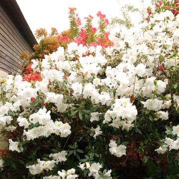 Alppiruusu Fragrantissimum