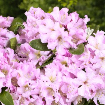 Alppiruusu INKARHO Rosa Dufthecke