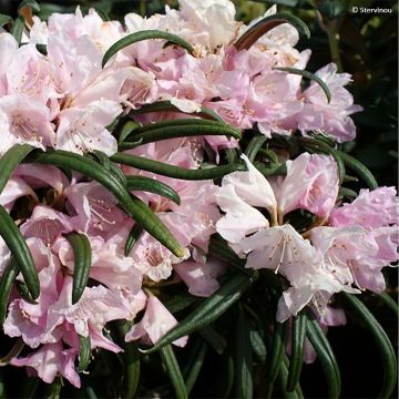 Alppiruusu - Rhododendron makinoi