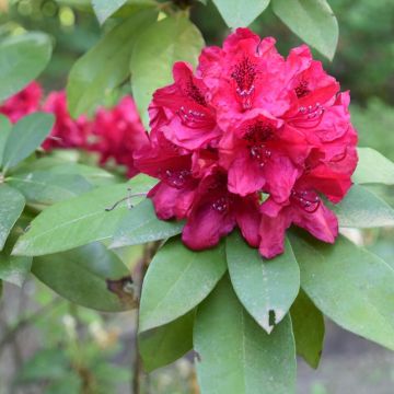 Alppiruusu Moser's Maroon