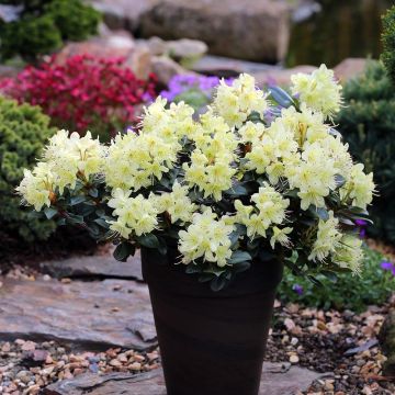 Alppiruusu Princess Anne