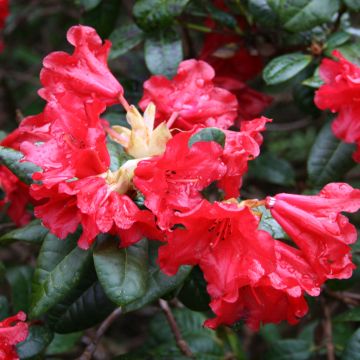 Alppiruusu Scarlet Wonder