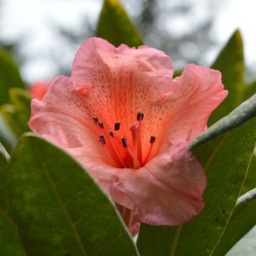Alppiruusu Tortoiseshell Orange