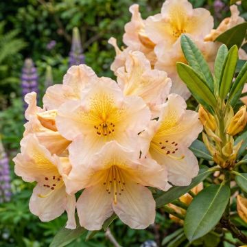 Alppiruusu Tortoiseshell Yellow