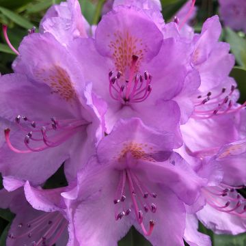 Puistoalppiruusu Grandiflorum