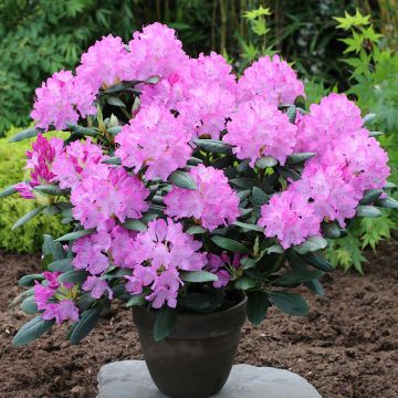 Puistoalppiruusu Easydendron INKARHO English Roseum