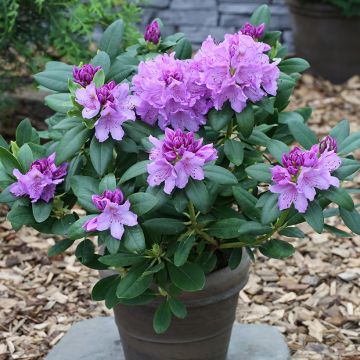Puistoalppiruusu Easydendron INKARHO Grandiflorum