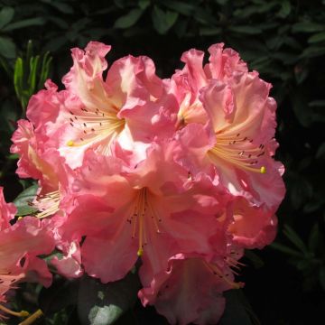 Alppiruusu Naselle