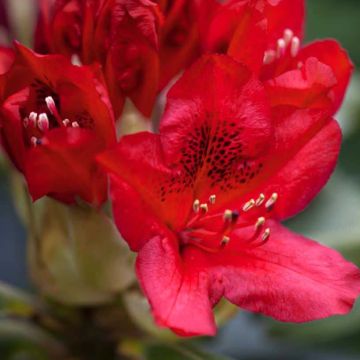 Alppiruusu Red Jack