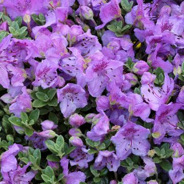 Mattoalppiruusu - Rhododendron keleticum