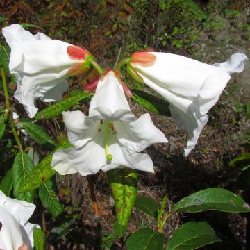 Puistoalppiruusu - Rhododendron lindleyi