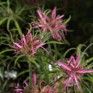 Alppiruusu Linearifolium