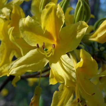 Kelta-atsalea - Rhododendron luteum