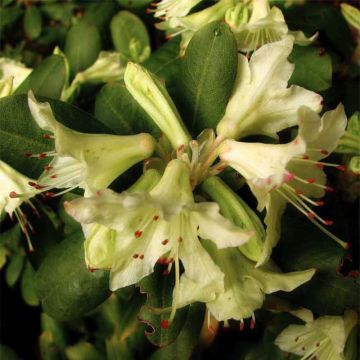 Alppiruusu Shamrock