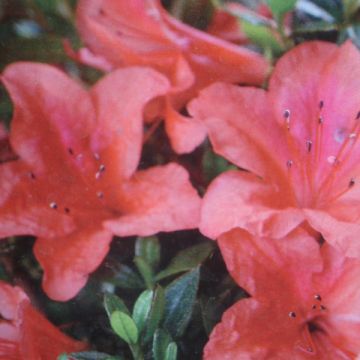 Japaninatsalea Nakaharai Orange