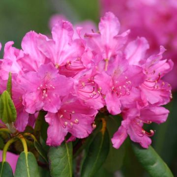 Turkinalppiruusu - Rhododendron ponticum