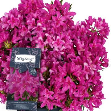 Turkinalppiruusu Grazeasy Dark Pink - Gamme Easydendron