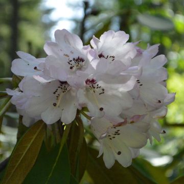 Kuningasalppiruusu - Rhododendron rex