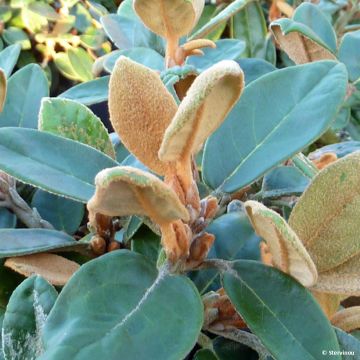 Alppiruusu - Rhododendron tsariense