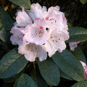 Alppiruusu - Rhododendron wiltonii