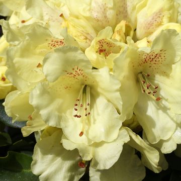 Yakushimanalppiruusu Easydendron Bohlken's Laura