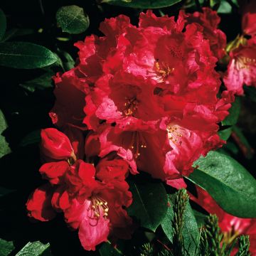 Yakushimanalppiruusu Morgenrot