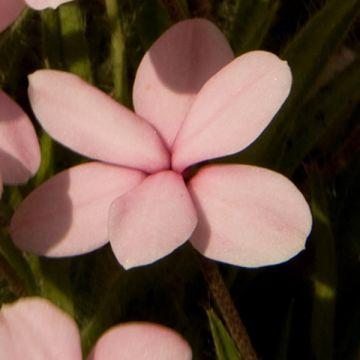 Rhodohypoxis baurii Rose Queen