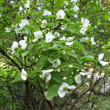 Lumipikihelmi - Rhodotypos scandens
