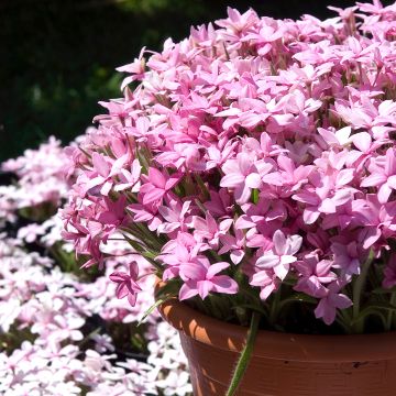 X Rhodoxis Abigail