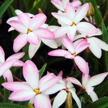 Rhodohypoxis Rhodohypoxis x Hypoxis Fairy Kisses