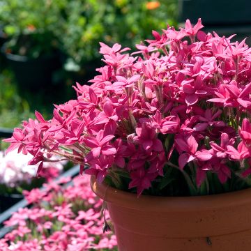 X Rhodoxis Red Alert