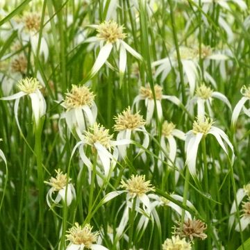 Piirtoheinä - Rhynchospora colorata