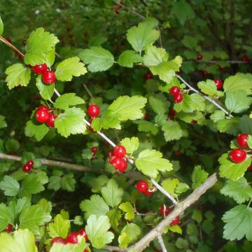 Taikinamarja - Ribes alpinum